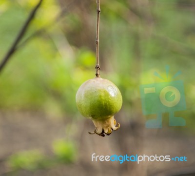 The Green Pomegranate Is Growing Stock Photo