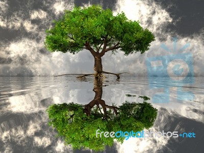 The Green Tree And The Water Stock Image