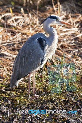 The Grey Heron Stock Photo