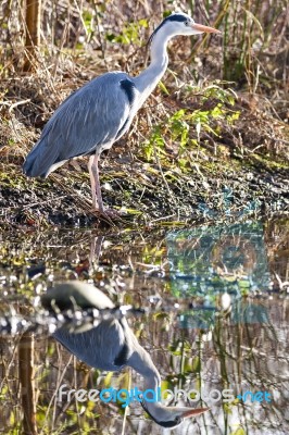 The Grey Heron Stock Photo