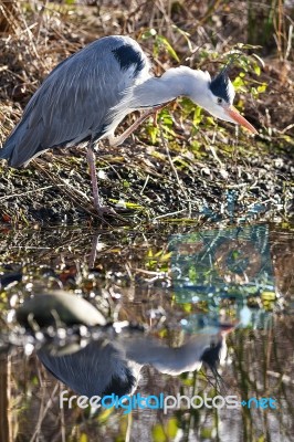 The Grey Heron Stock Photo