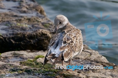 The Gull Is Cleaning Her Feathers Stock Photo