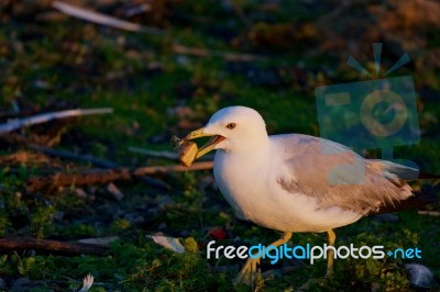 The Gull Is Going Somewhere With The Food Stock Photo