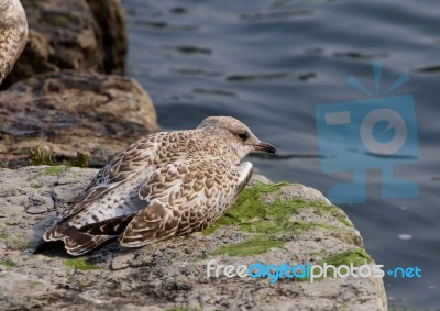 The Gull Is Sleeping On The Rock Shore Stock Photo