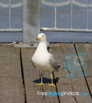 The Gull Is Staying Straight Stock Photo