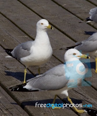 The Gulls Are Waiting In A Queue Stock Photo