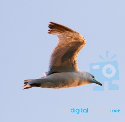 The Gull's Beautiful Flight Stock Photo