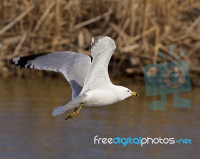 The Gull's Fly Stock Photo