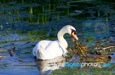 The Hard-working Mute Swan Stock Photo