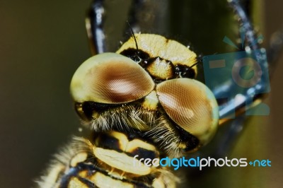 The Head Of A Dragonfly Stock Photo