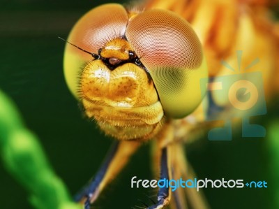 The Head Of A Dragonfly Stock Photo