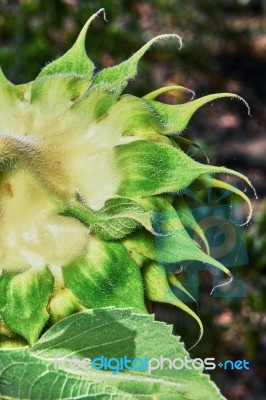 The Head Of A Sunflower Stock Photo