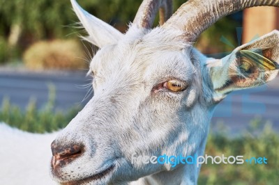 The Head Of A White Goat Stock Photo