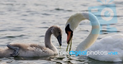 The Heart Shape Of The Necks Of The Swans Stock Photo