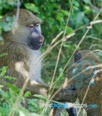 The Helping From The Baboons Stock Photo