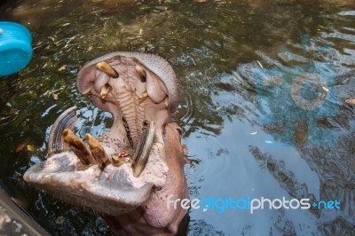 The Hippopotamus In The Pond Stock Photo