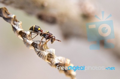 The Hornet And Nest Stock Photo