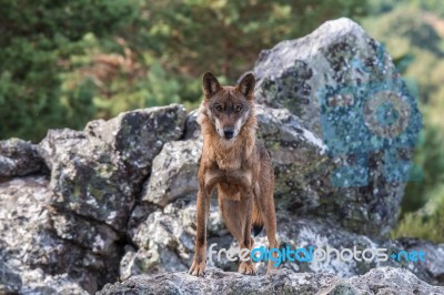 The Iberian Wolf Stock Photo