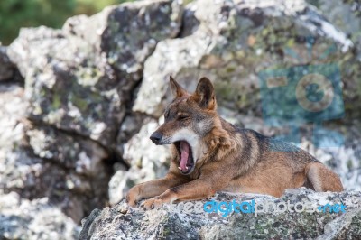 The Iberian Wolf Stock Photo