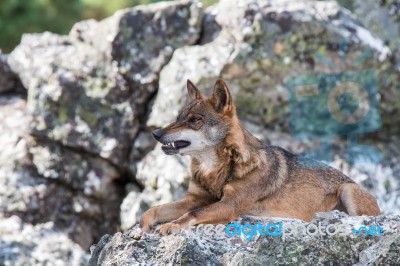 The Iberian Wolf Stock Photo