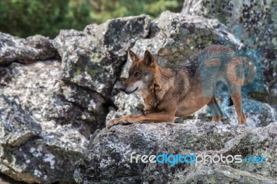 The Iberian Wolf Stock Photo