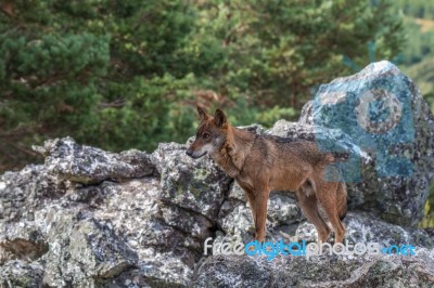 The Iberian Wolf Stock Photo