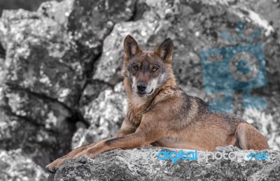 The Iberian Wolf Stock Photo