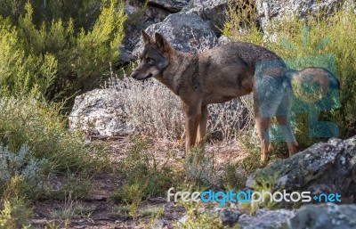 The Iberian Wolf Stock Photo