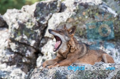 The Iberian Wolf Stock Photo