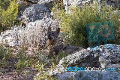 The Iberian Wolf Stock Photo