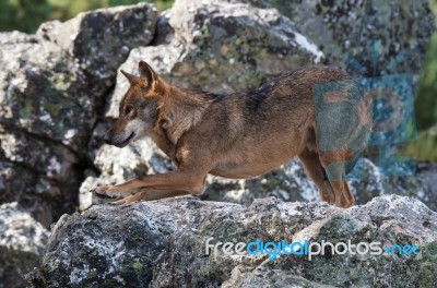 The Iberian Wolf Stock Photo