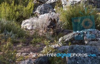 The Iberian Wolf Stock Photo