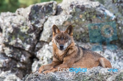 The Iberian Wolf Stock Photo