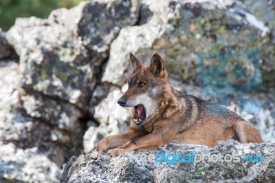 The Iberian Wolf Stock Photo