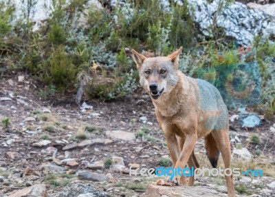 The Iberian Wolf Stock Photo