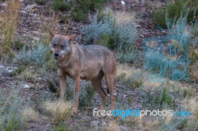 The Iberian Wolf Stock Photo