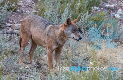 The Iberian Wolf Stock Photo