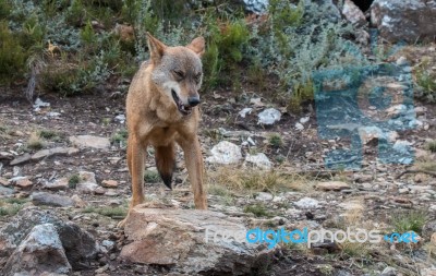 The Iberian Wolf Stock Photo