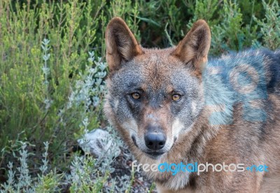 The Iberian Wolf Stock Photo