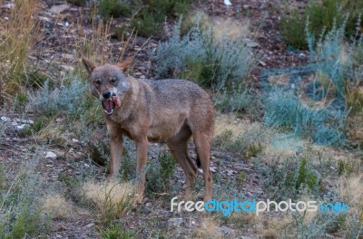 The Iberian Wolf Stock Photo