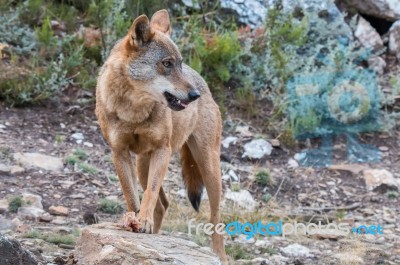 The Iberian Wolf Stock Photo