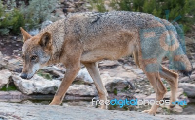 The Iberian Wolf Stock Photo