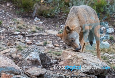 The Iberian Wolf Stock Photo