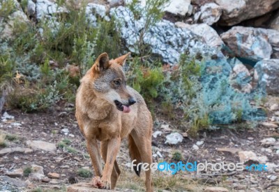 The Iberian Wolf Stock Photo