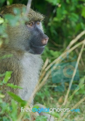 The Joyful Baboon's Portrait Stock Photo