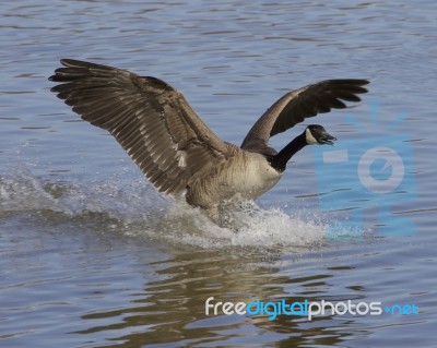 The Landing Goose Stock Photo