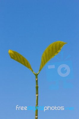 The Leaf On A Blue Sky Background Stock Photo