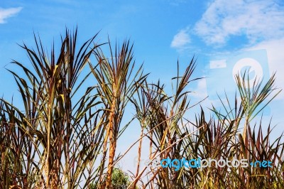 The Leaves With Blue Sky Stock Photo