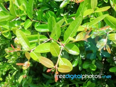 The Light And Shadow Of Green Young Leaves Is The Backdrop Of Nature, Bengal-currants,carissa,carandas,karanda Stock Photo