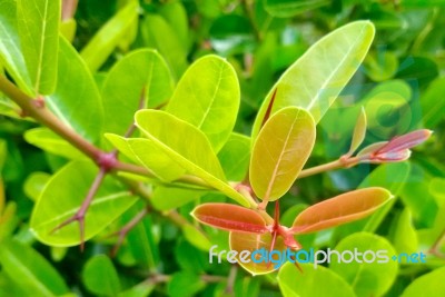 The Light And Shadow Of Green Young Leaves Is The Backdrop Of Nature, Bengal-currants,carissa,carandas,karanda Stock Photo